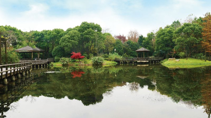 小型屋顶花园设计：打造城市绿洲的五大关键步骤