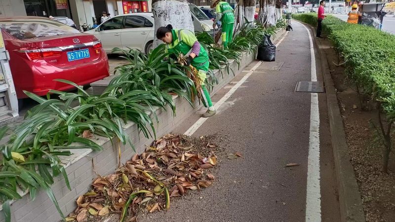 园林绿化苗木采购清单流程：关键步骤与注意事项**